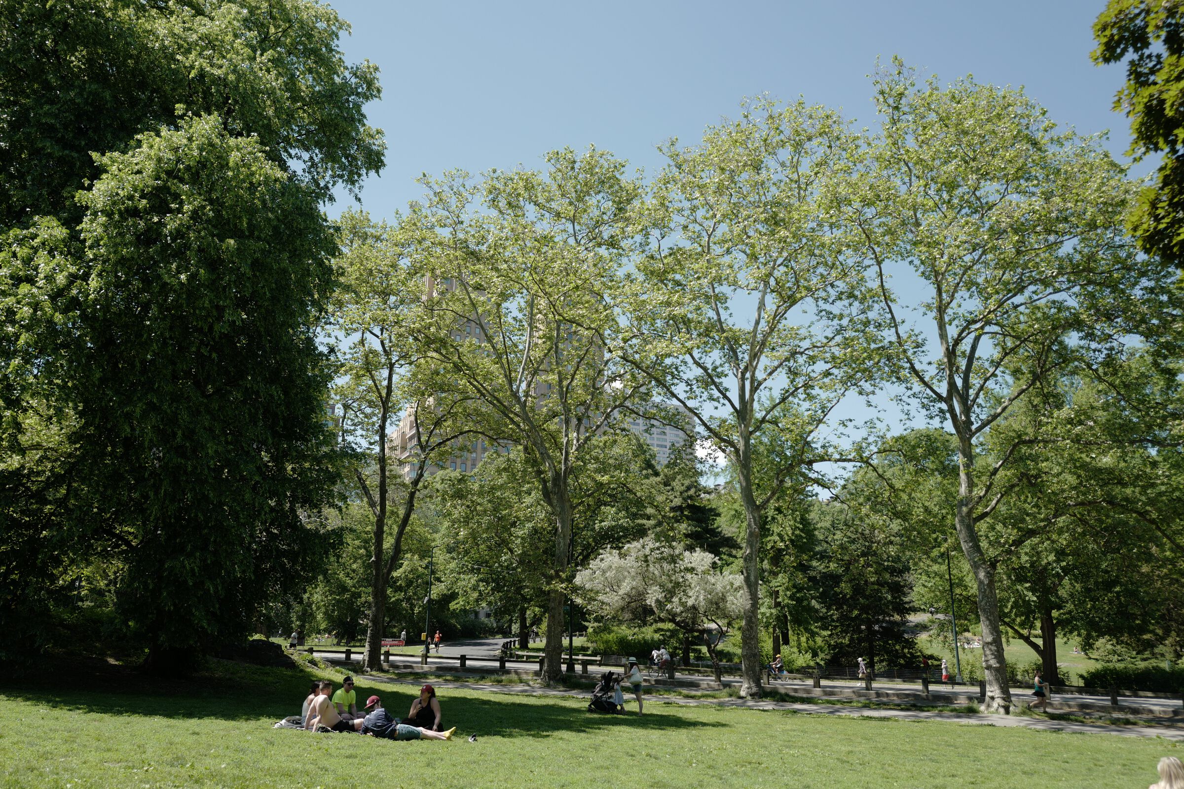 central park picnic 5