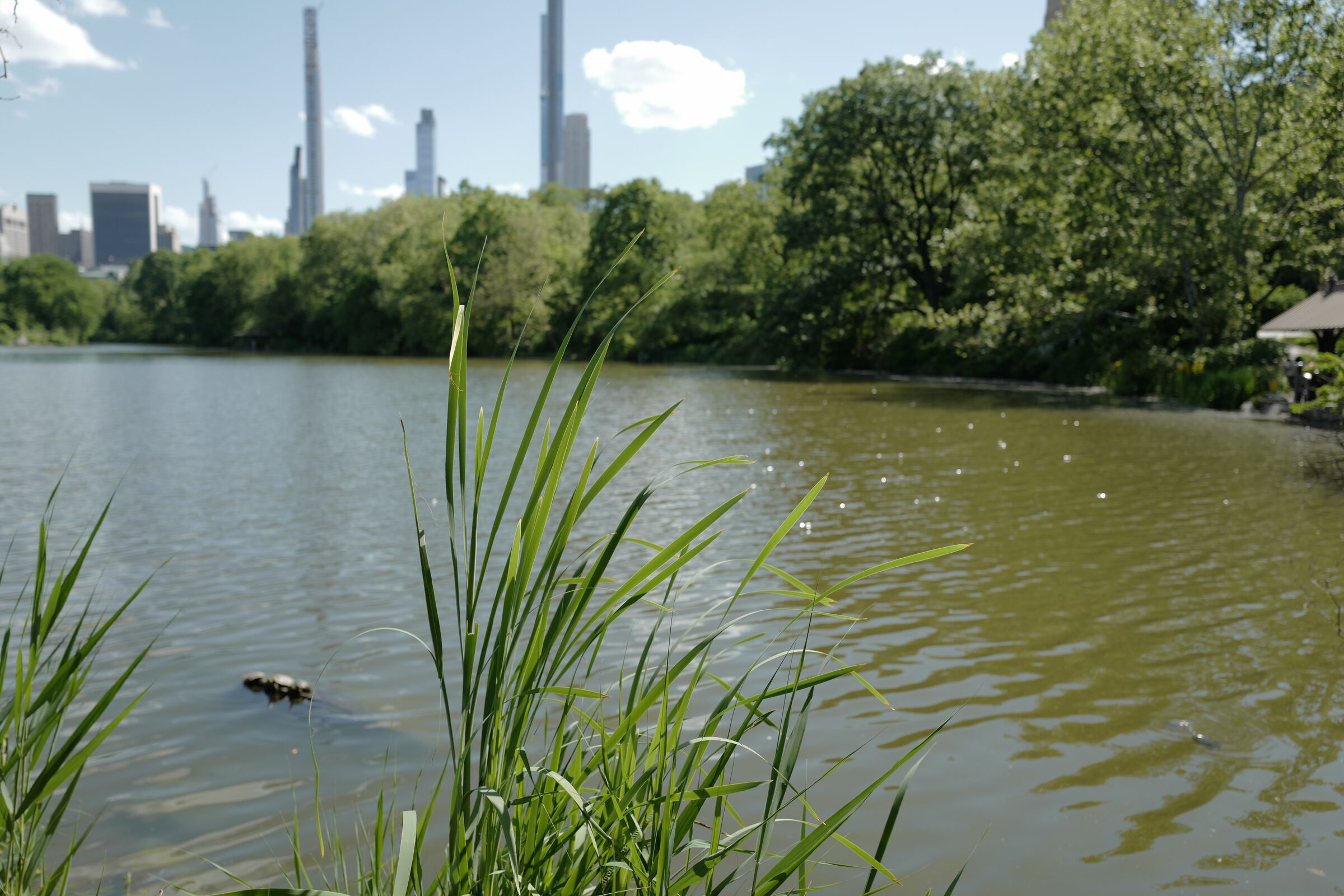 central park picnic 8